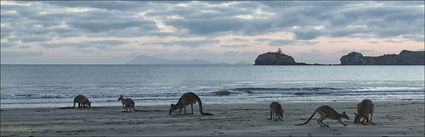 Kangaroos at sunrise - Cape Hillsborough NP - QLD (PBH4 00 15204)